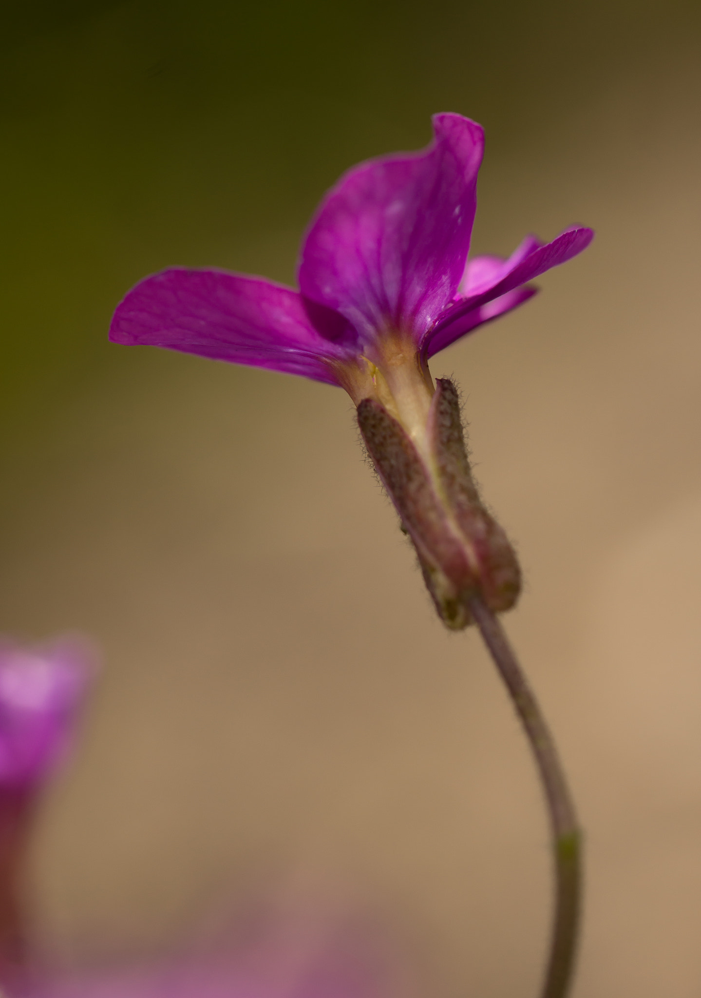 Sony SLT-A65 (SLT-A65V) sample photo. Bloem photography