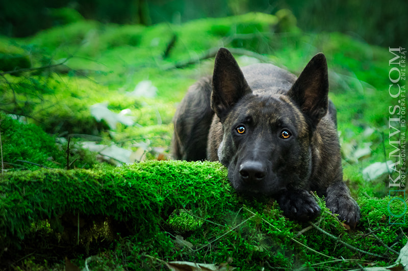 Pentax K-3 + Tamron AF 28-75mm F2.8 XR Di LD Aspherical (IF) sample photo. Avis the dutch shepherd photography