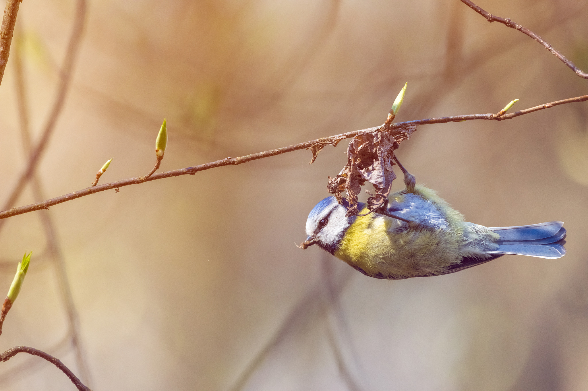 Sigma 150-600mm F5-6.3 DG OS HSM | C sample photo. Spiders last breath photography