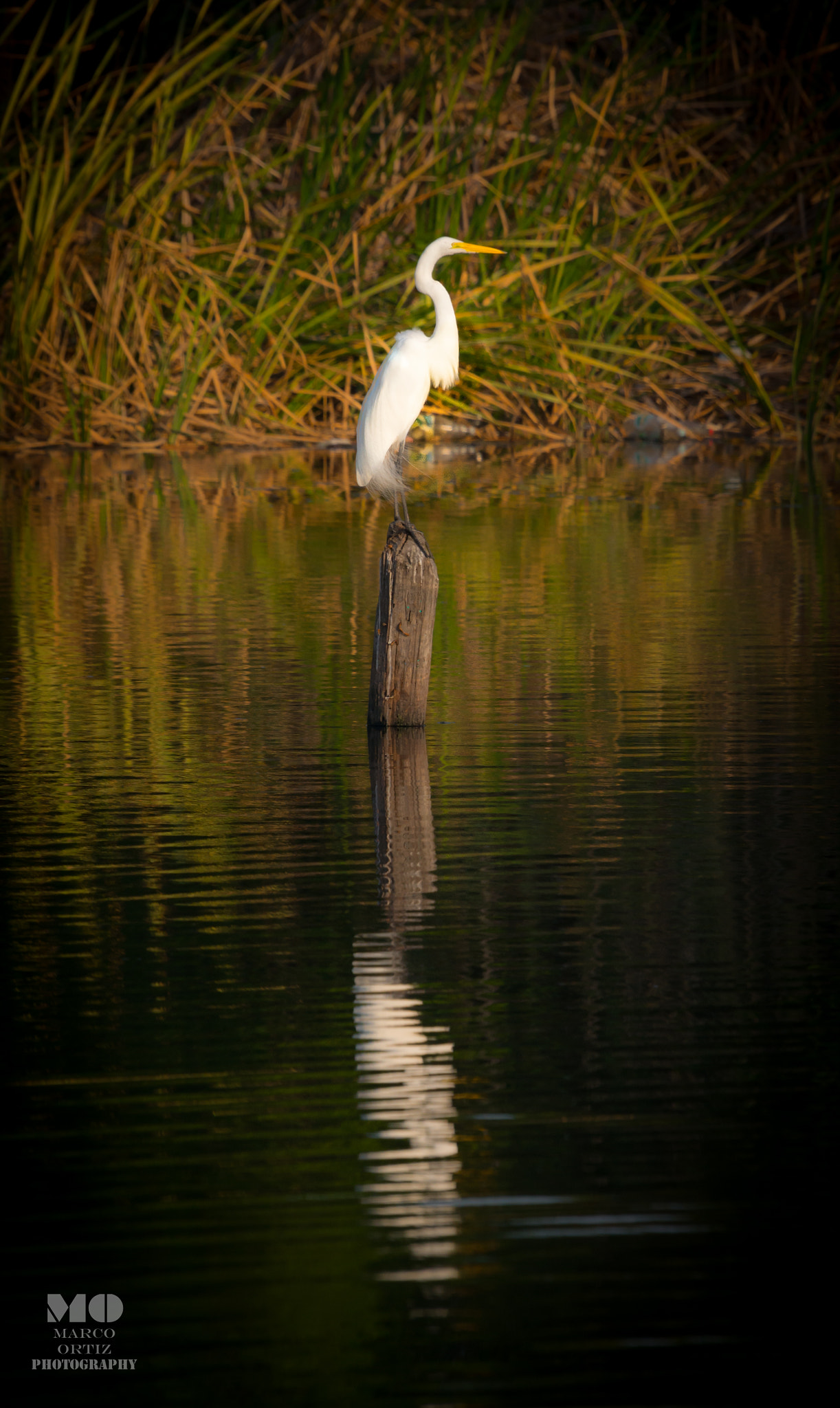 Sigma 50-500mm F4-6.3 EX APO RF HSM sample photo. White heron photography