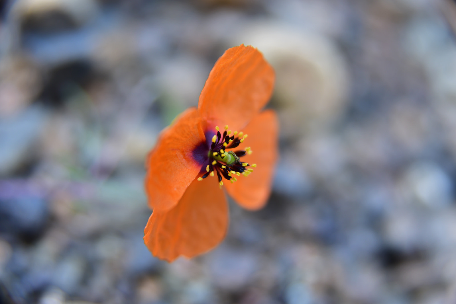 Nikon AF Nikkor 24-85mm F2.8-4D IF sample photo. Transform... photography