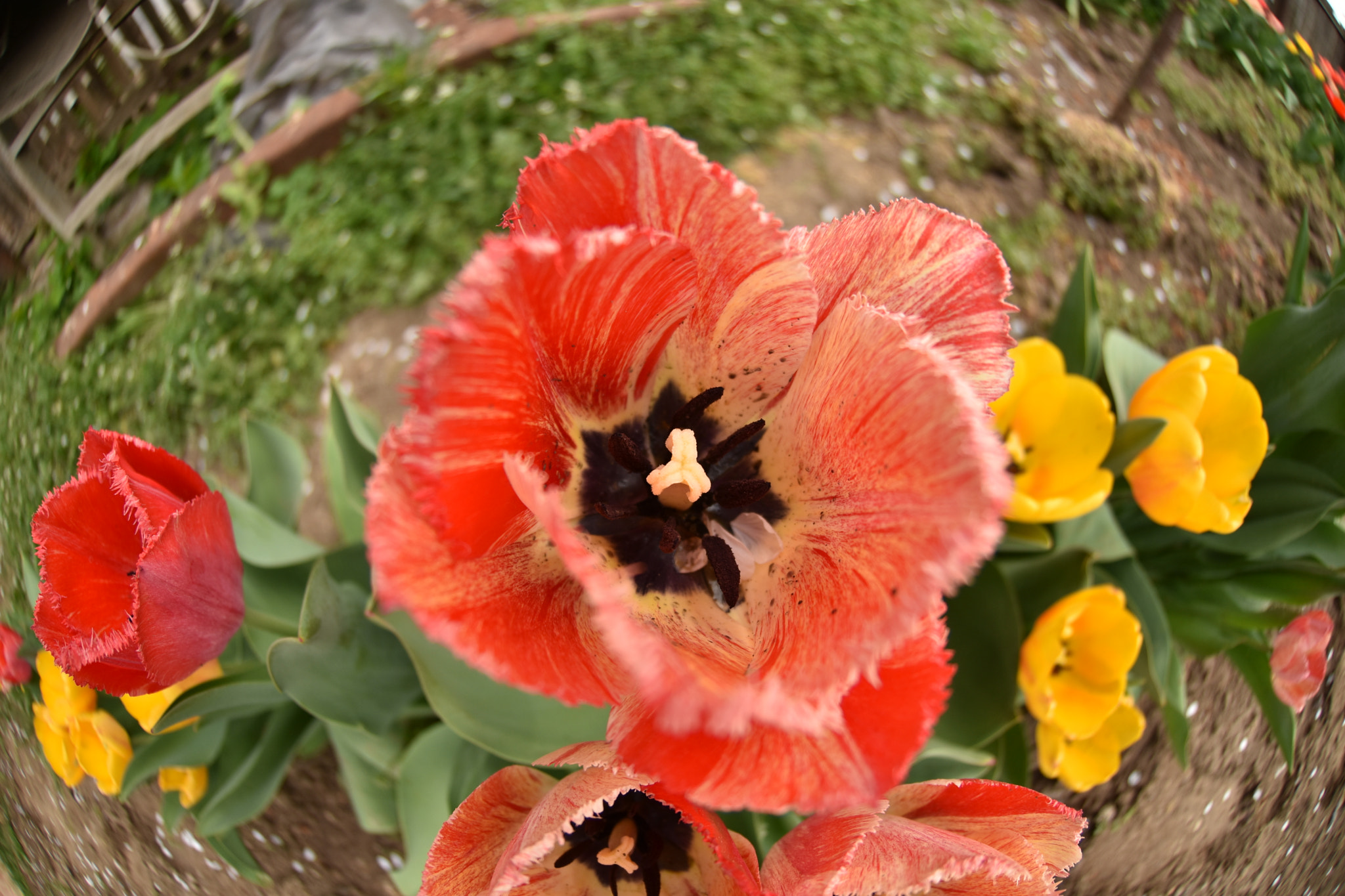 Nikon AF DX Fisheye-Nikkor 10.5mm F2.8G ED sample photo. My tulips photography