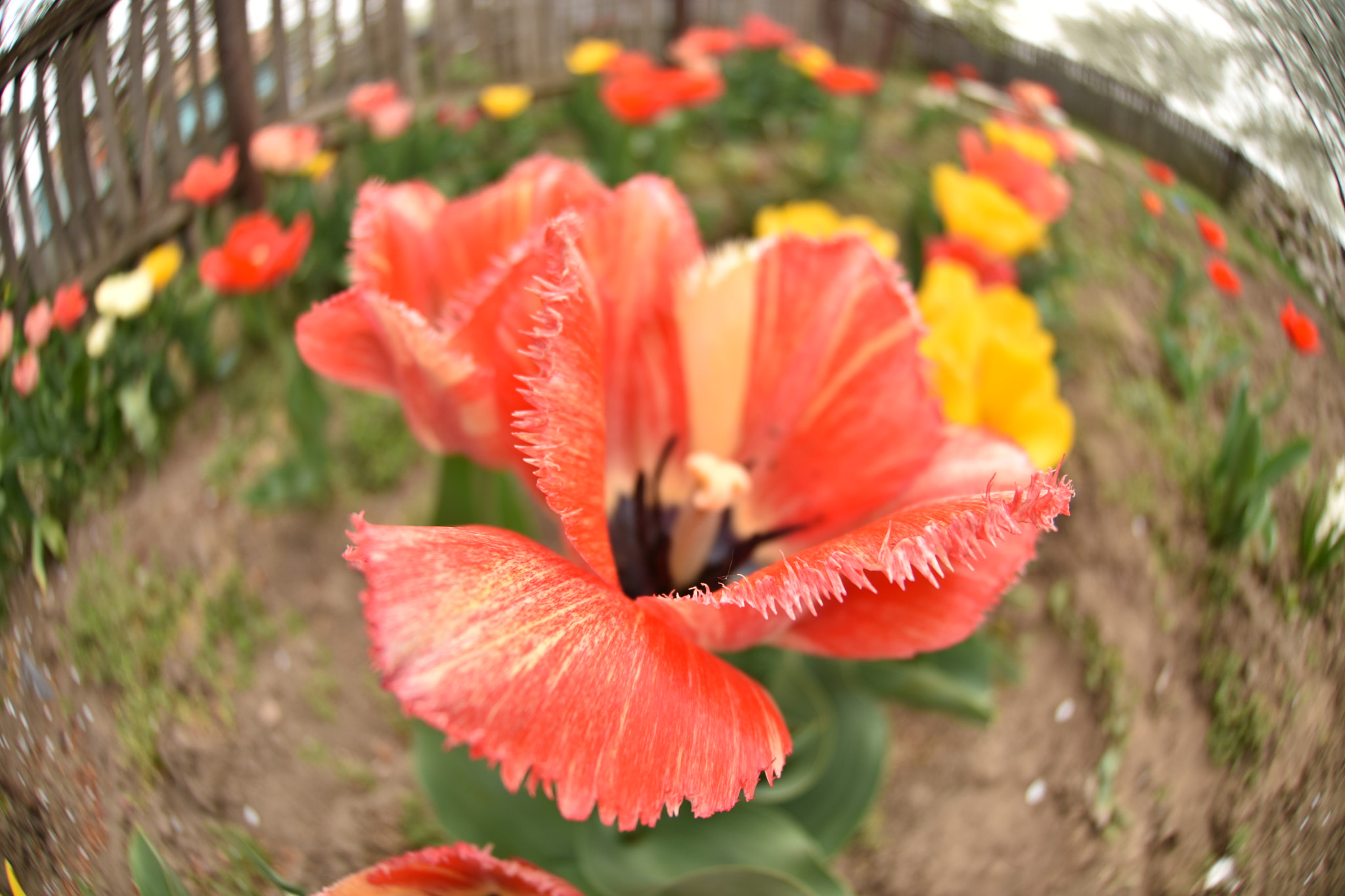 Nikon AF DX Fisheye-Nikkor 10.5mm F2.8G ED sample photo. My tulips photography