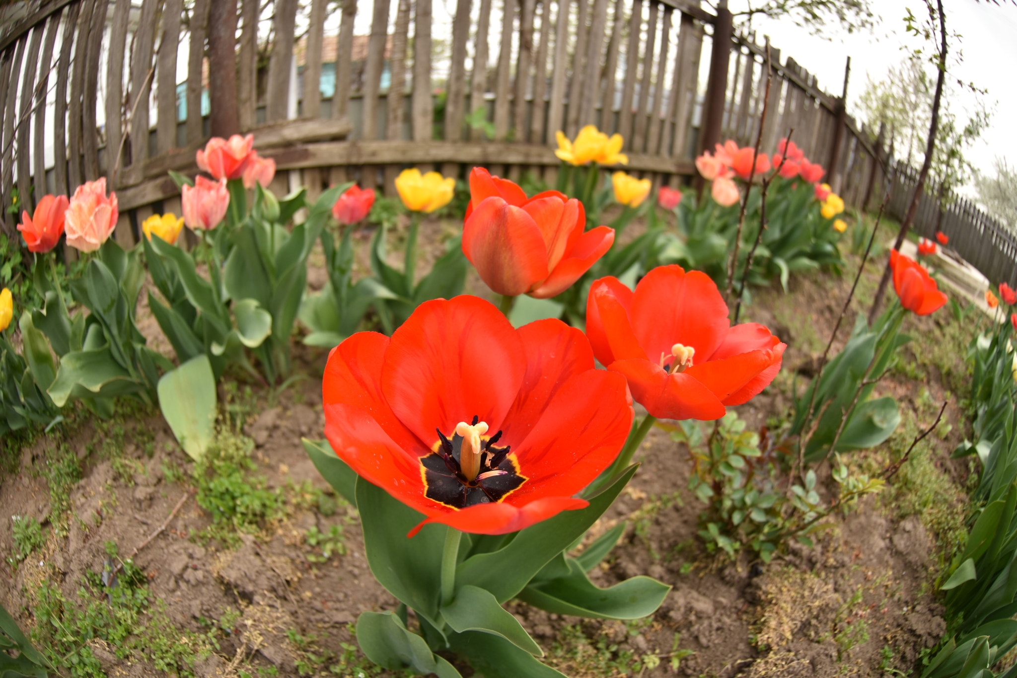 Nikon AF DX Fisheye-Nikkor 10.5mm F2.8G ED sample photo. My tulips photography