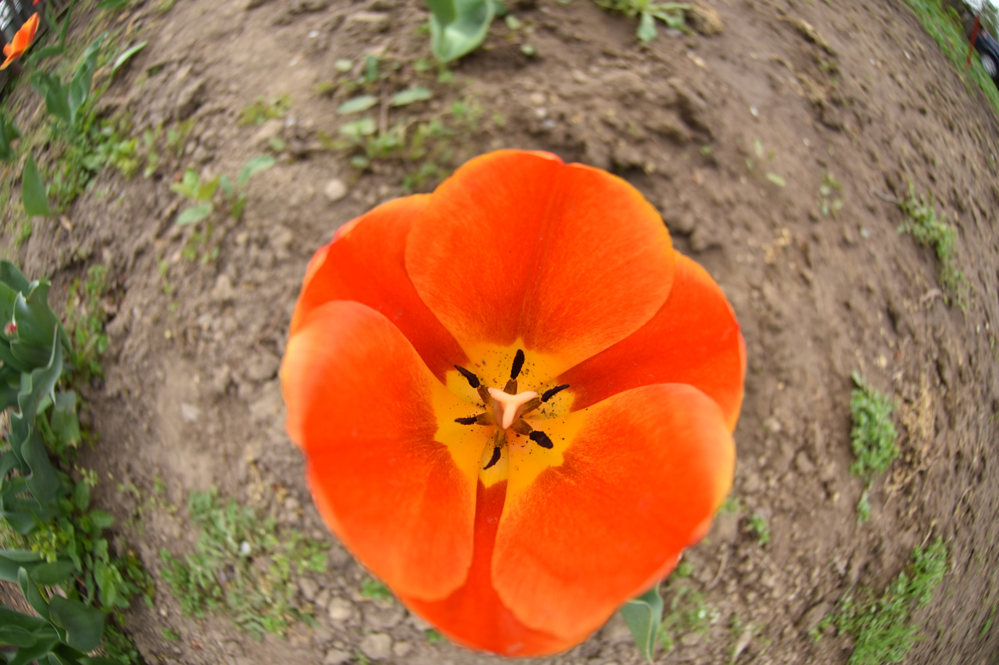 Nikon AF DX Fisheye-Nikkor 10.5mm F2.8G ED sample photo. My tulips photography