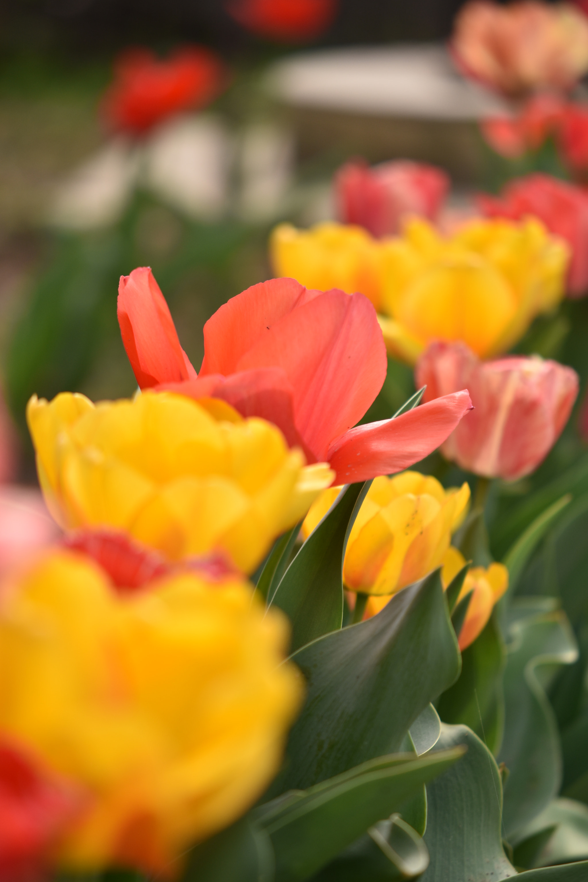 Nikon AF-S DX Micro-Nikkor 85mm F3.5G ED VR sample photo. My tulips photography