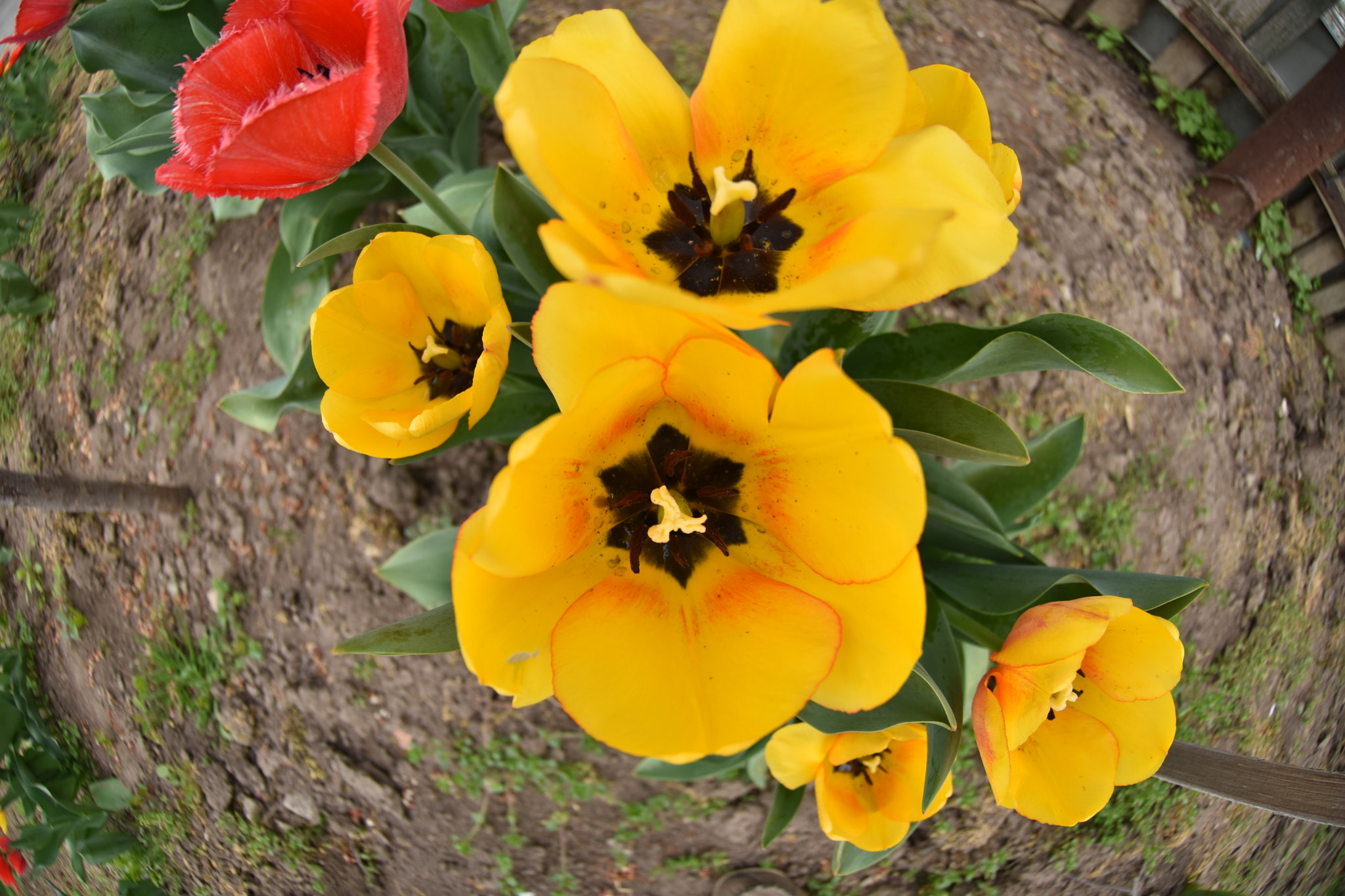 Nikon AF DX Fisheye-Nikkor 10.5mm F2.8G ED sample photo. My tulips photography