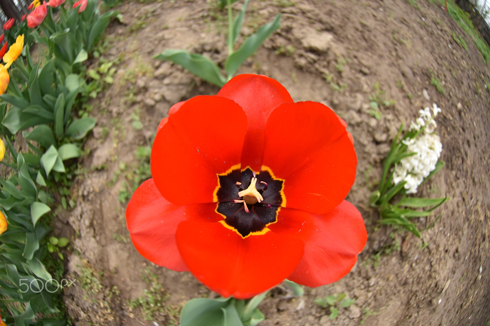 Nikon AF DX Fisheye-Nikkor 10.5mm F2.8G ED sample photo. My tulips photography