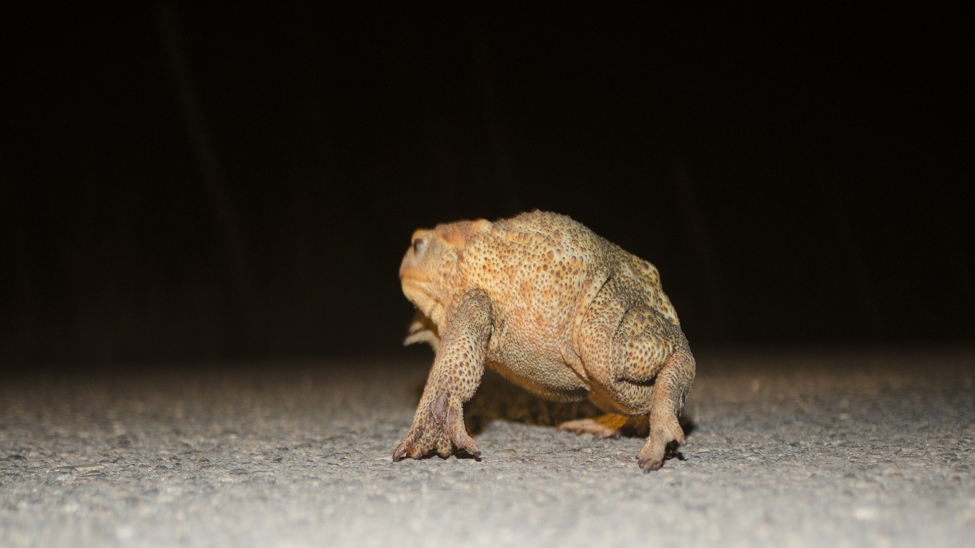 Nikon D7000 + Sigma 24mm F2.8 Super Wide II Macro sample photo. Rospo comune bufo bufo photography