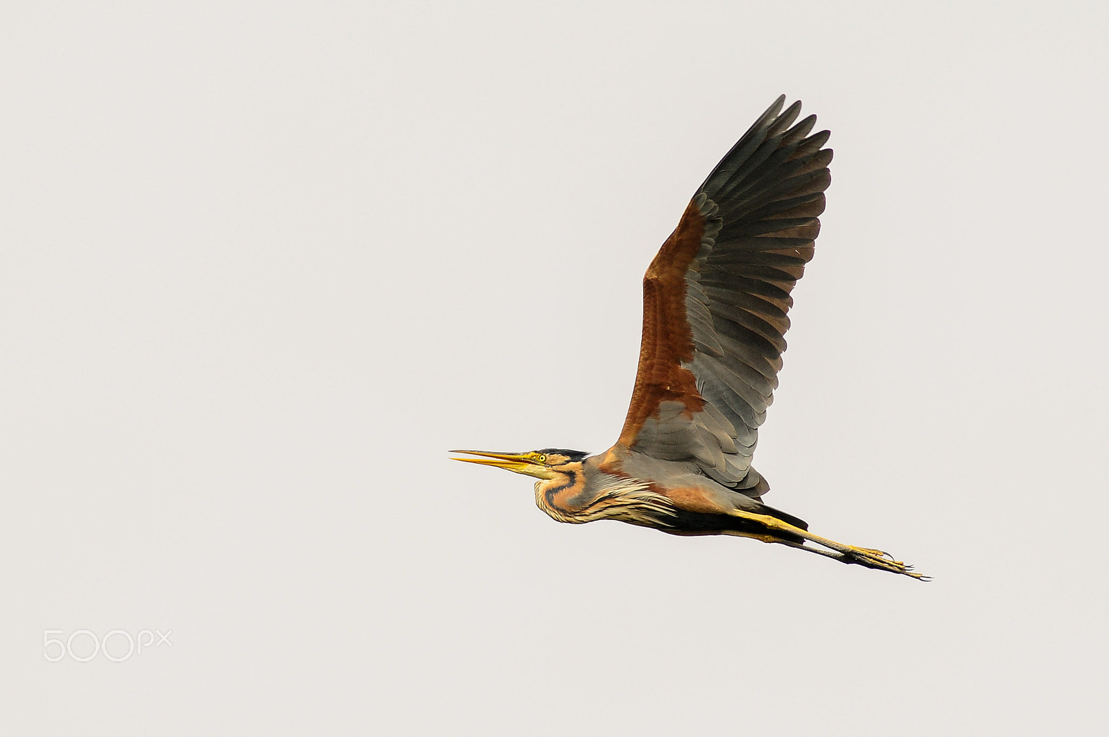 Nikon D300 + Nikon AF-S Nikkor 600mm F4G ED VR sample photo. Purpurreiher / purple heron photography