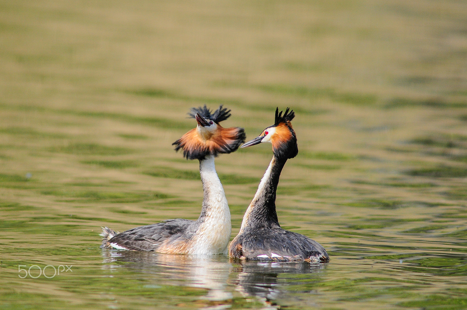 Nikon D300 + Nikon AF-S Nikkor 600mm F4G ED VR sample photo. Haubentaucher balz / great crested grebe courtship photography