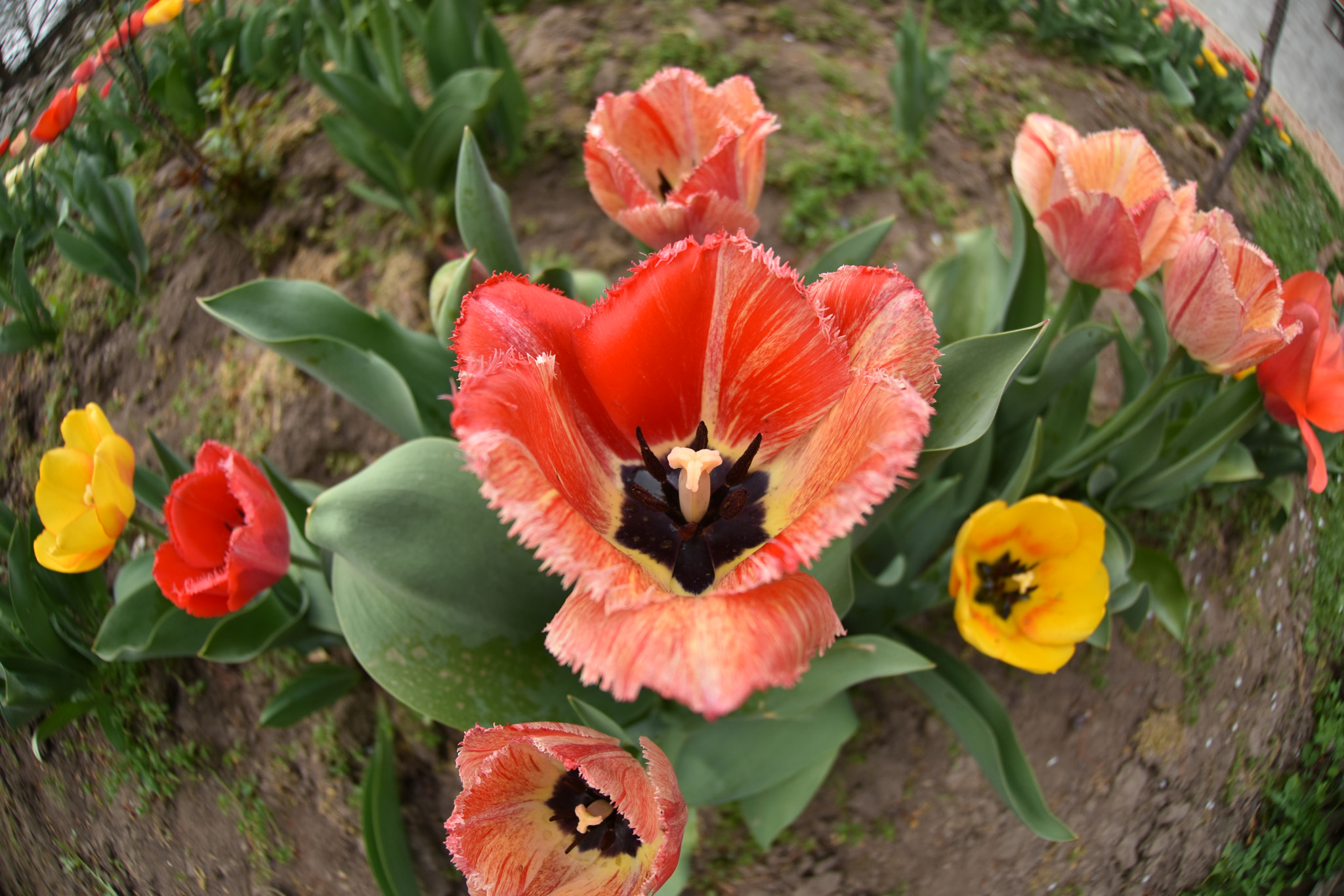 Nikon AF DX Fisheye-Nikkor 10.5mm F2.8G ED sample photo. My tulips photography