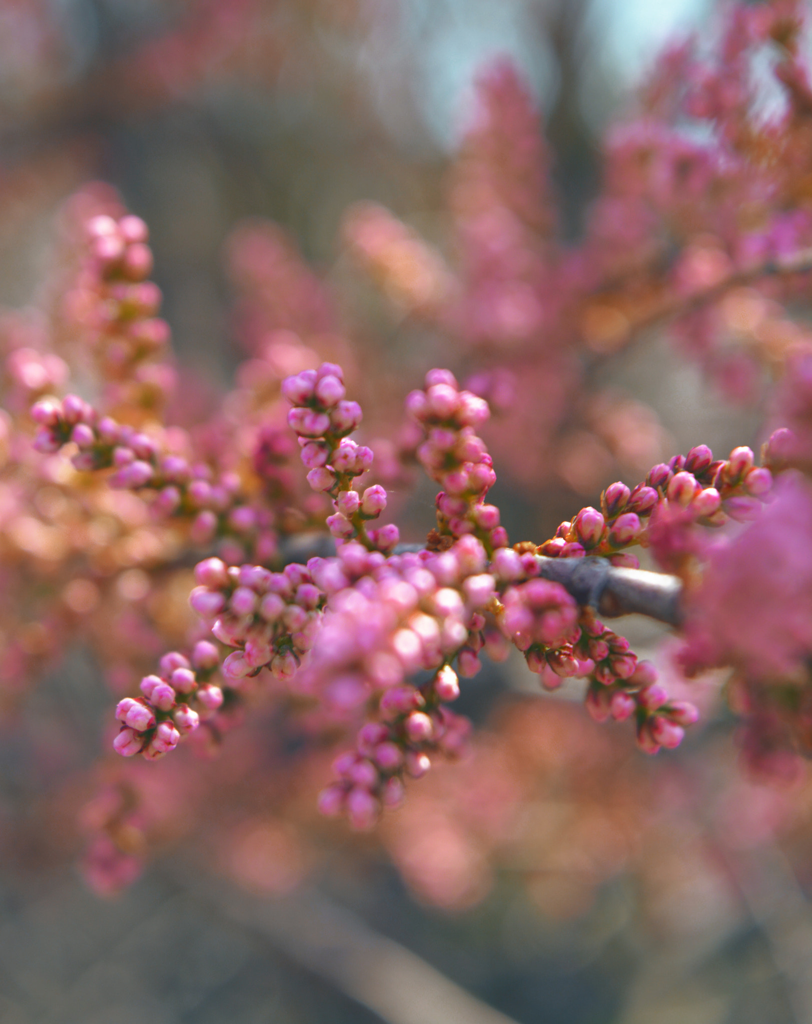 Nikon D5200 + Nikon AF Nikkor 50mm F1.4D sample photo. Flowers photography