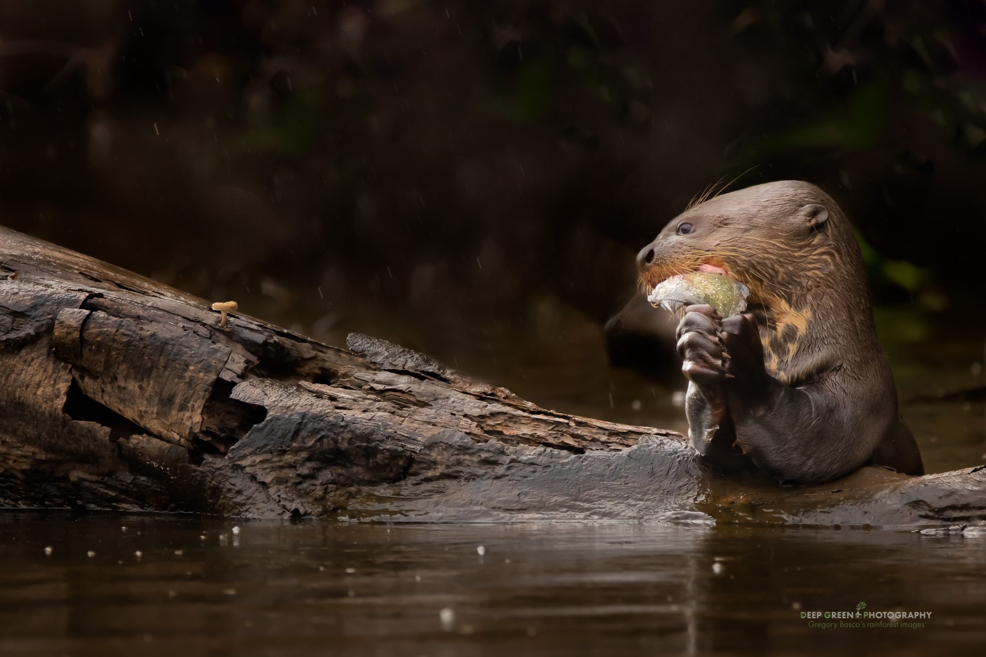 Canon EOS 5DS R + Sigma 150-600mm F5-6.3 DG OS HSM | C sample photo. An otter's breakfast 1 photography