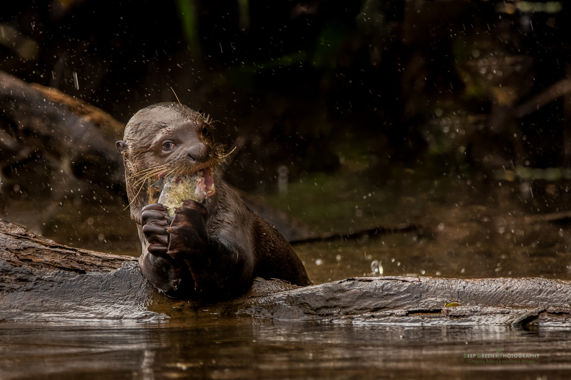Sigma 150-600mm F5-6.3 DG OS HSM | C sample photo. An otter's breakfast 2 photography