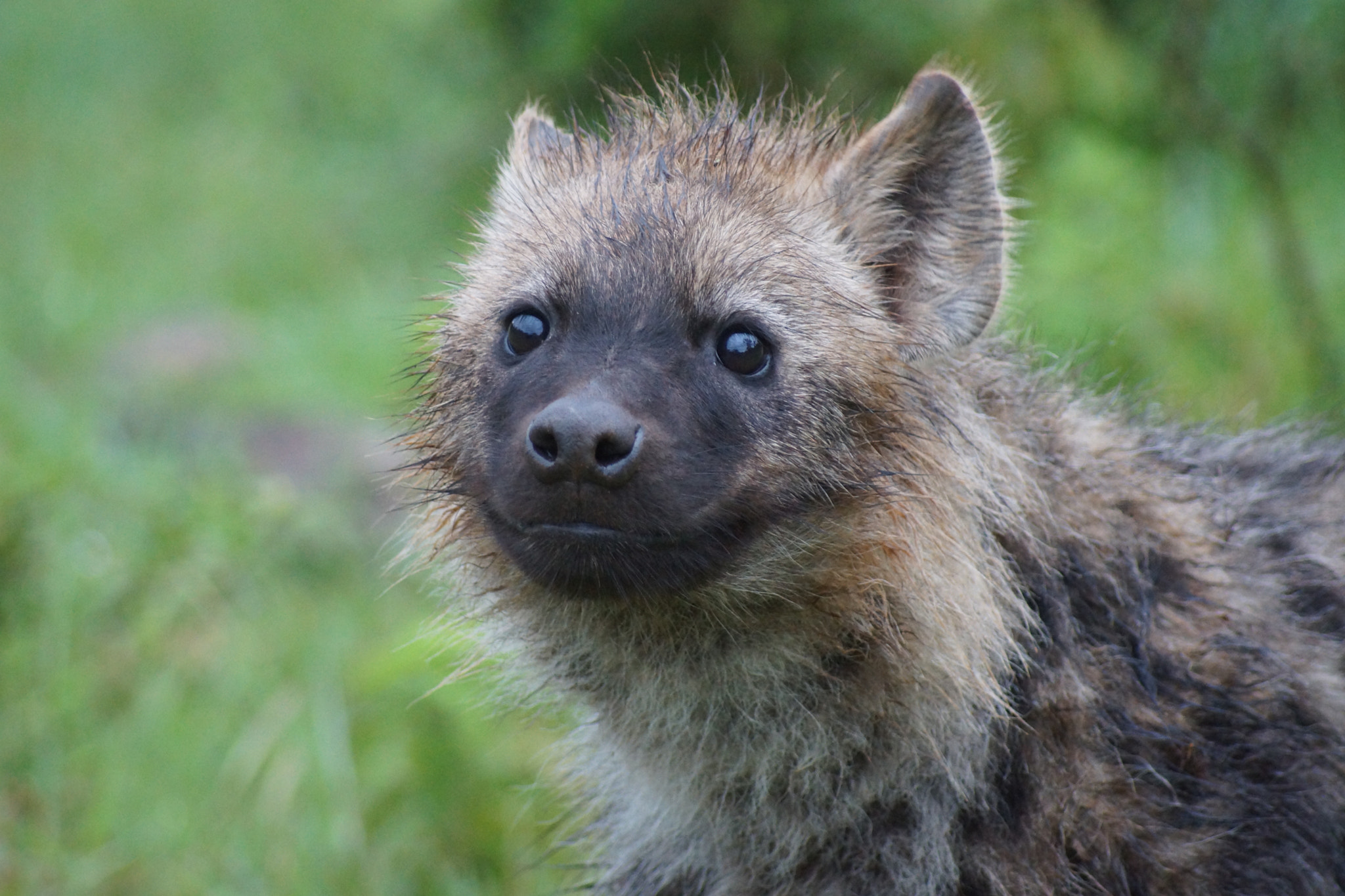Sony 75-300mm F4.5-5.6 sample photo. Baby hyena photography