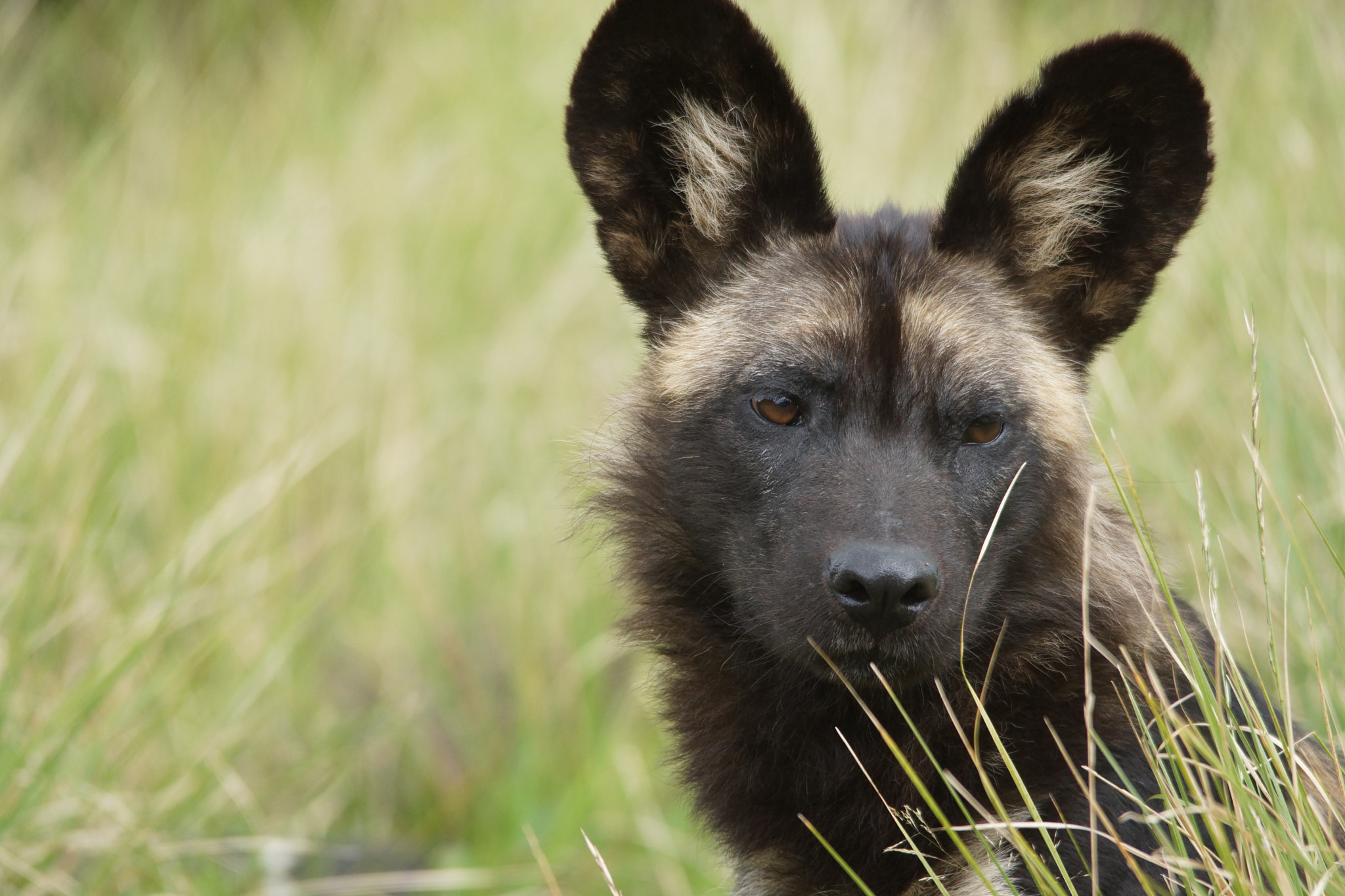 Sony SLT-A65 (SLT-A65V) sample photo. East african wild dogs photography