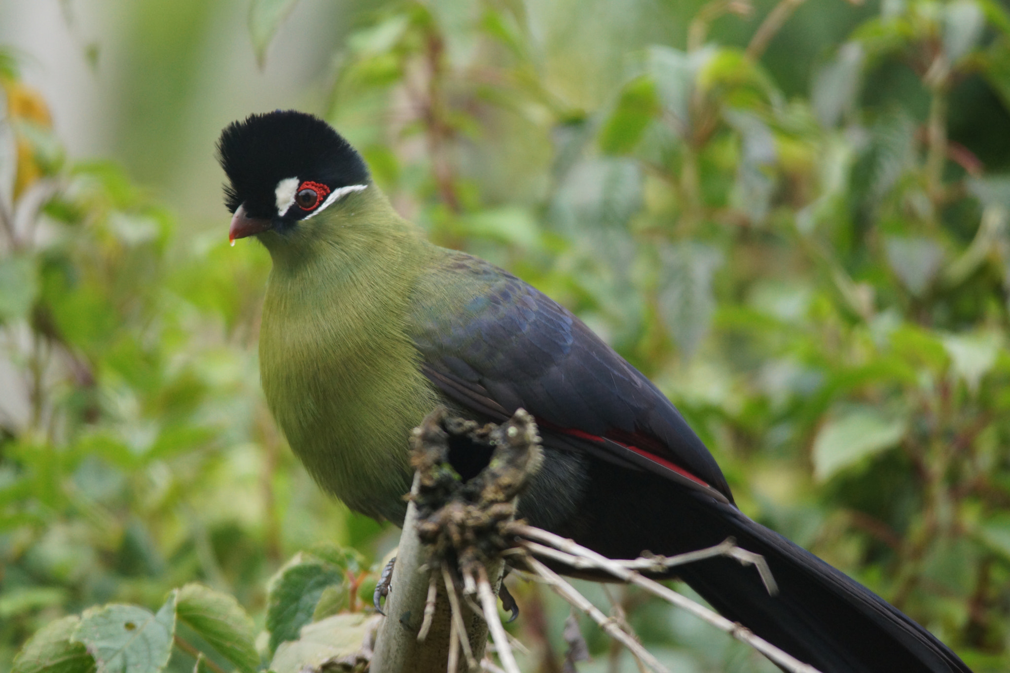 Sigma 150-500mm F5-6.3 DG OS HSM sample photo. Hartlaubs turaco photography