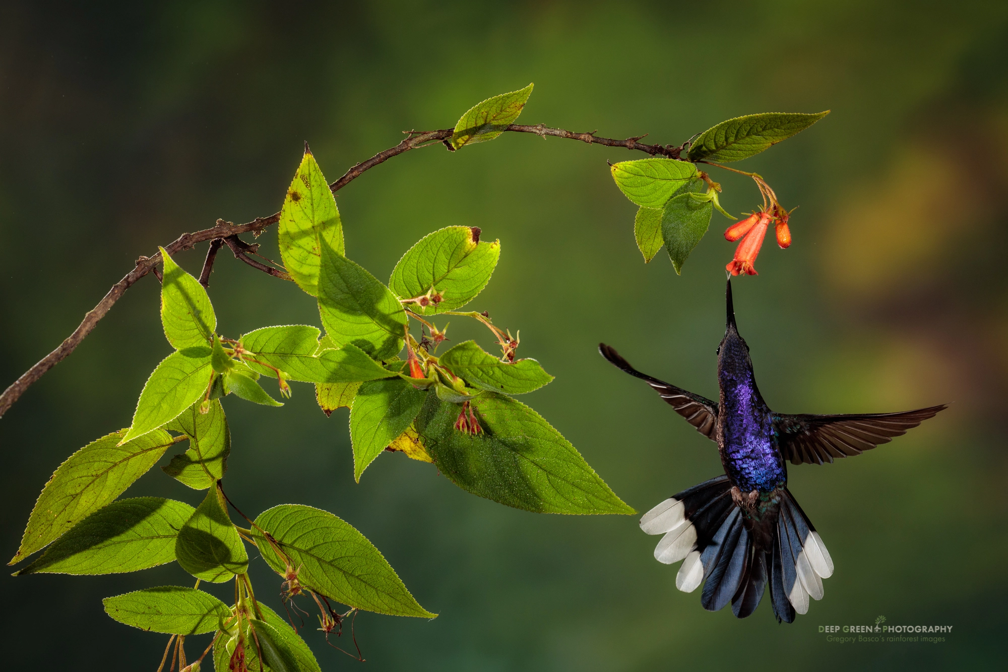 Canon EF 100-400mm F4.5-5.6L IS II USM sample photo. Sabrewing photography