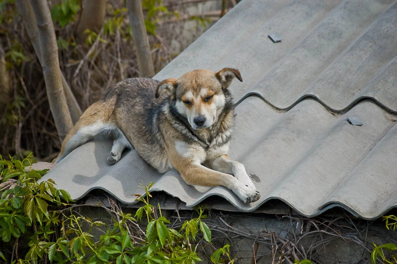 Sigma 70-300mm F4-5.6 APO DG Macro sample photo. Dog in top / Собака на крыше photography