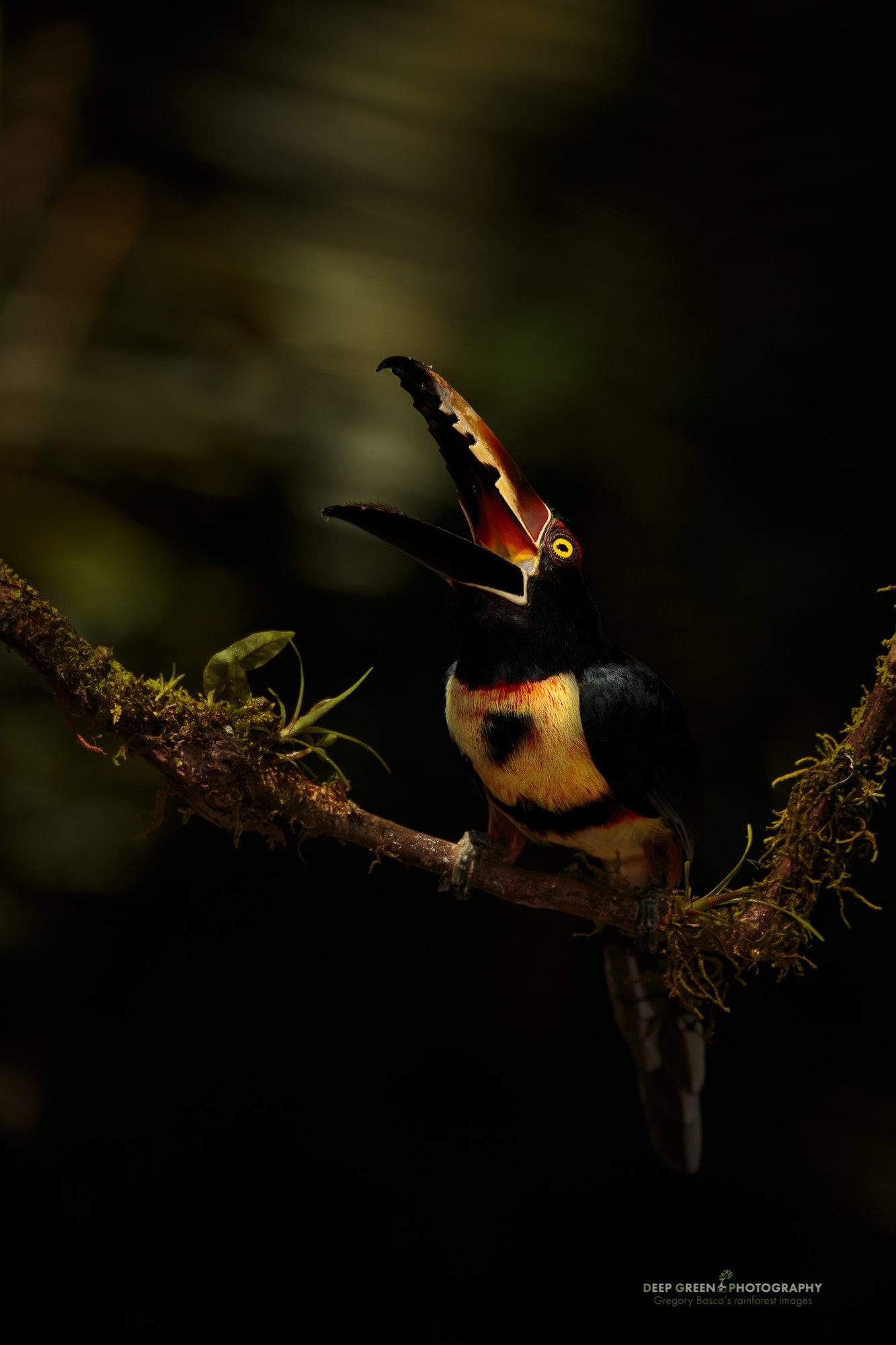 Canon EOS-1D X + Sigma 150-600mm F5-6.3 DG OS HSM | C sample photo. Call of the rainforest photography