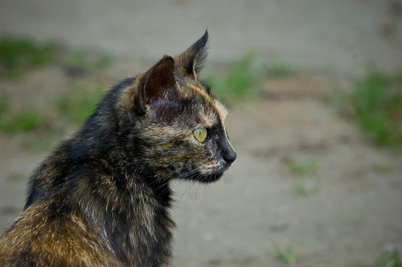 Sigma 70-300mm F4-5.6 APO DG Macro sample photo. Kerch cats / Керченские коты photography