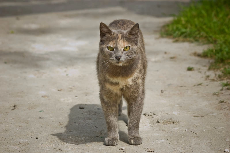 Sigma 70-300mm F4-5.6 APO DG Macro sample photo. Kerch cats / Керченские коты photography