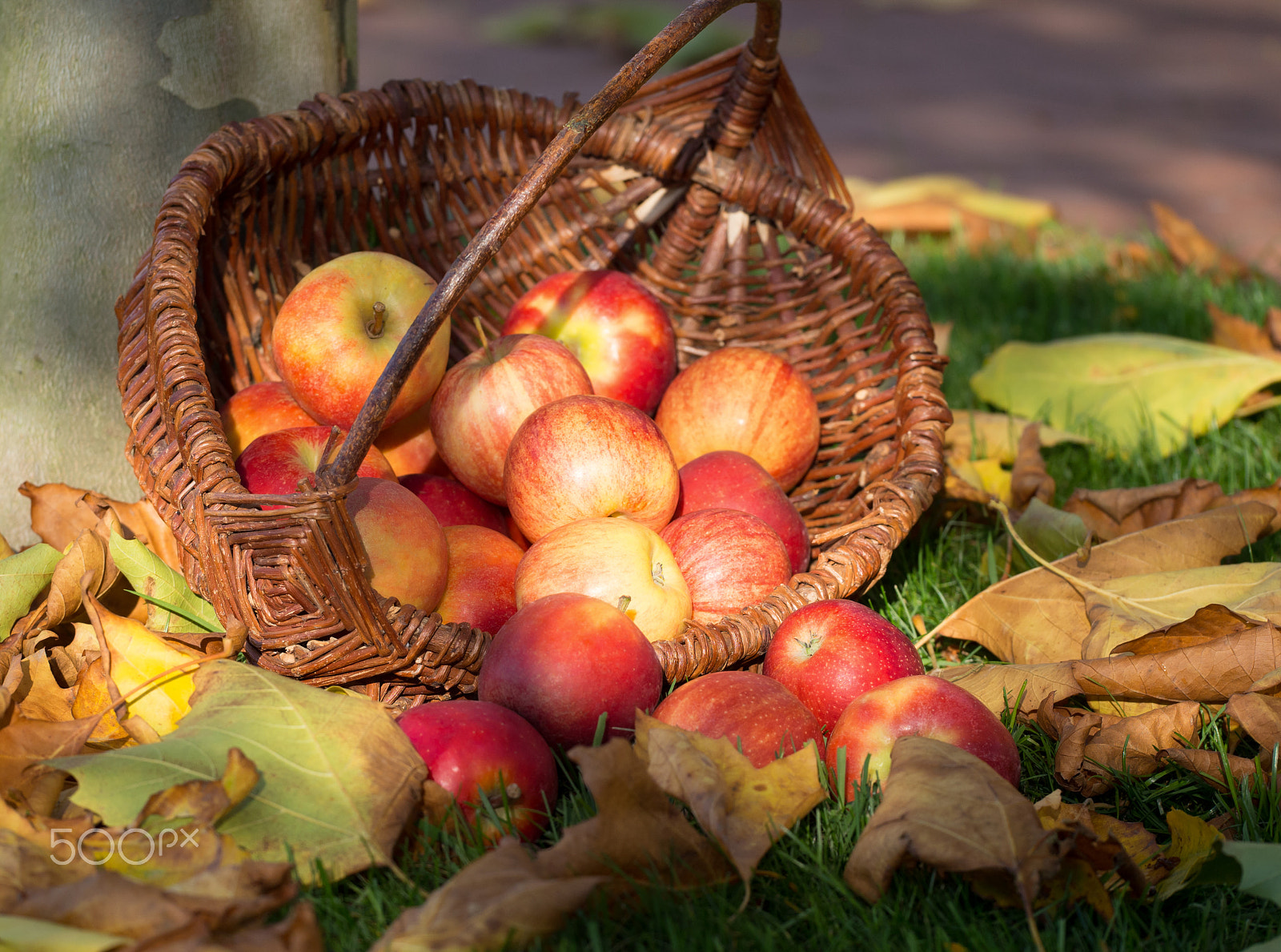 Olympus PEN E-P5 sample photo. Apple picking photography