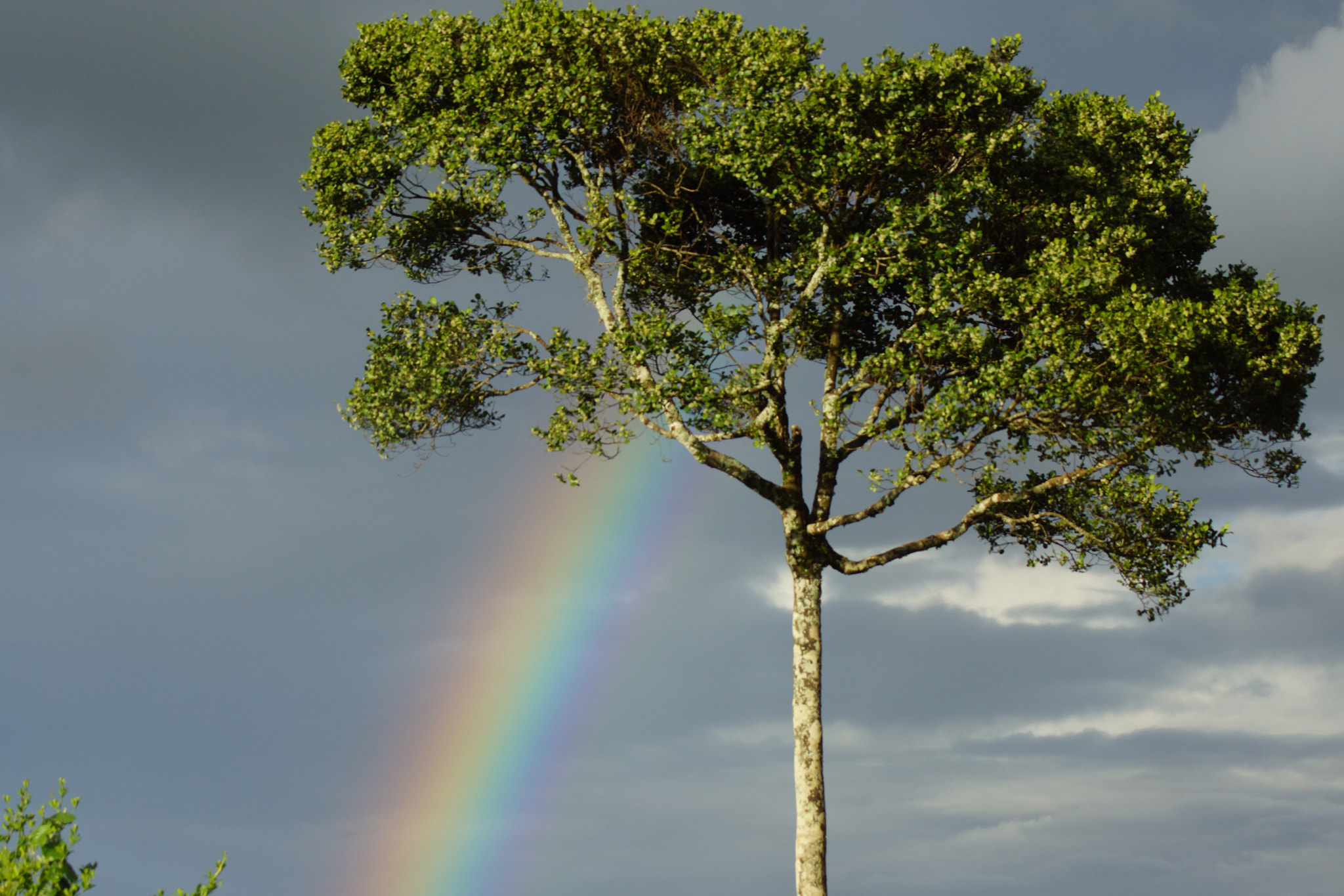 Sony 75-300mm F4.5-5.6 sample photo. Rainbow in the aberdares photography
