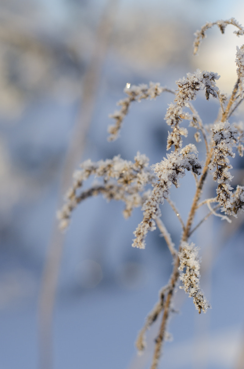 AF Zoom-Nikkor 28-80mm f/3.5-5.6D sample photo. Frozen photography