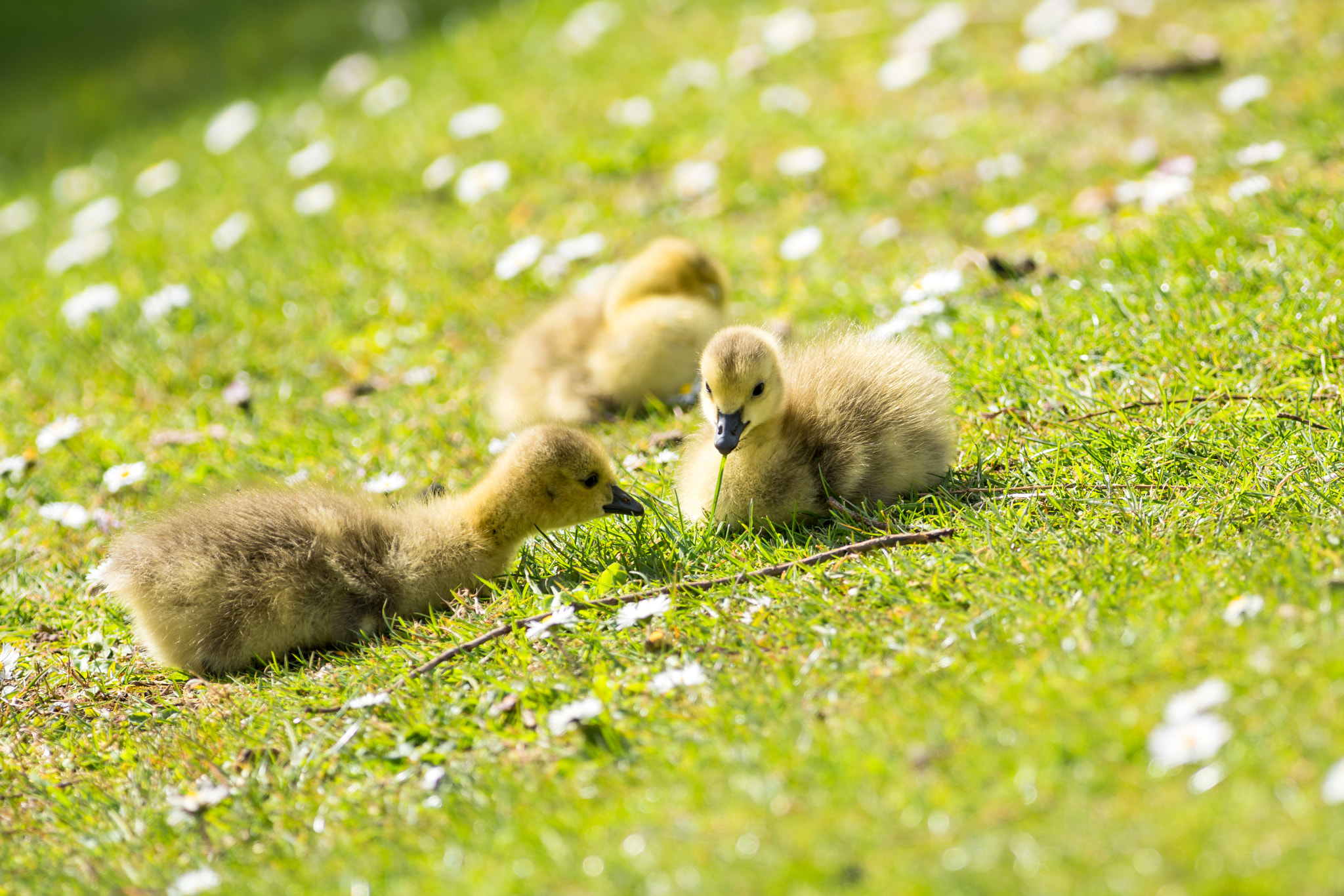 Sony a7R II + Canon EF 400mm F5.6L USM sample photo. Baby geese, playing photography