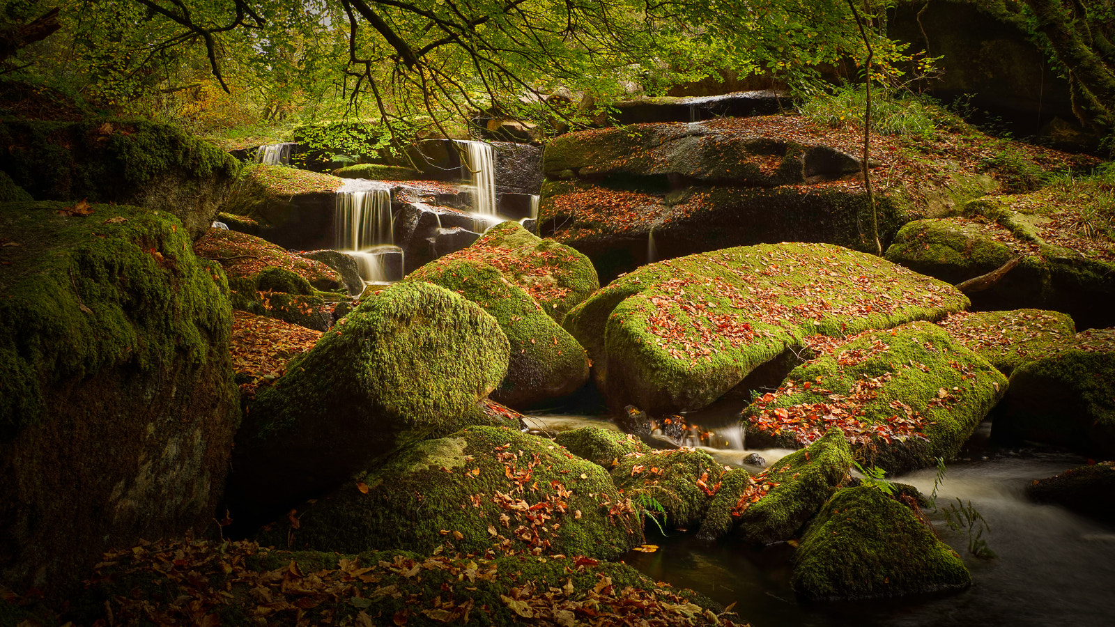 24-70mm F2.8-2.8 SSM sample photo. Emerald forest photography