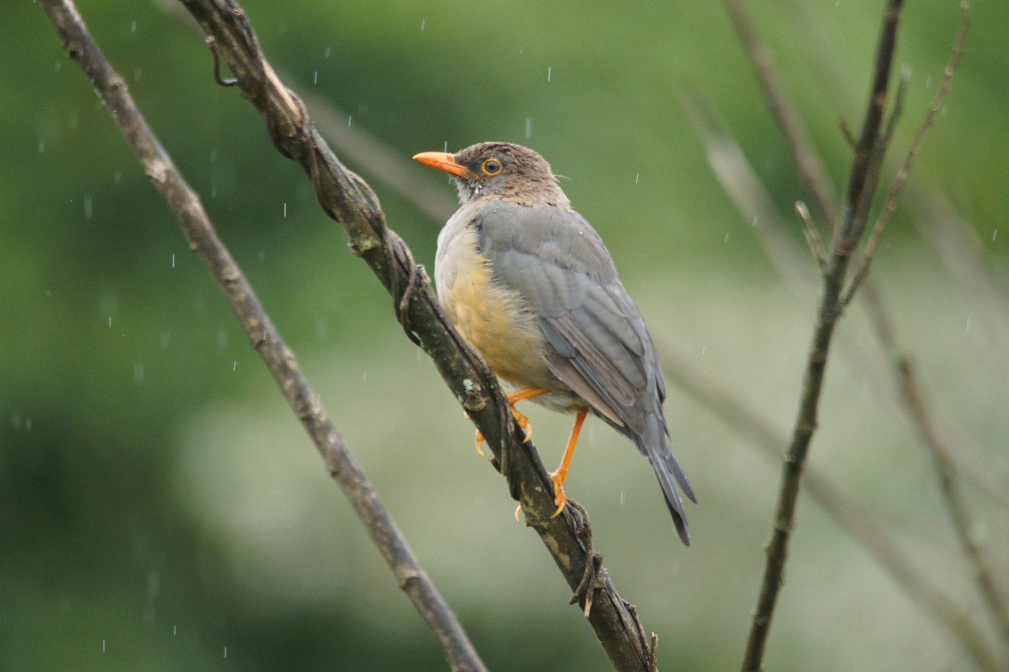 Sony SLT-A65 (SLT-A65V) sample photo. Bird in the rain photography