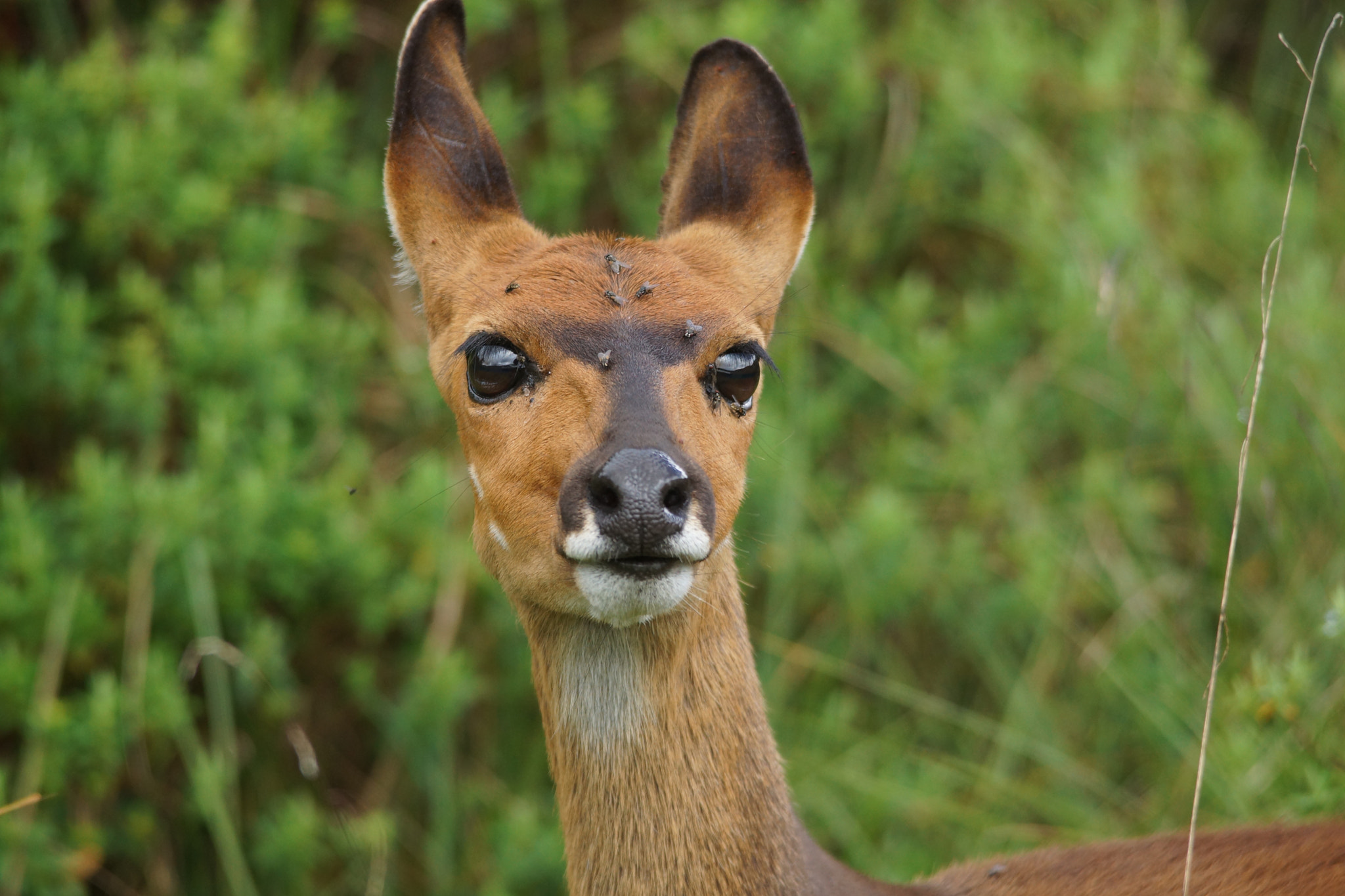 Sigma 150-500mm F5-6.3 DG OS HSM sample photo. Bushbuck photography