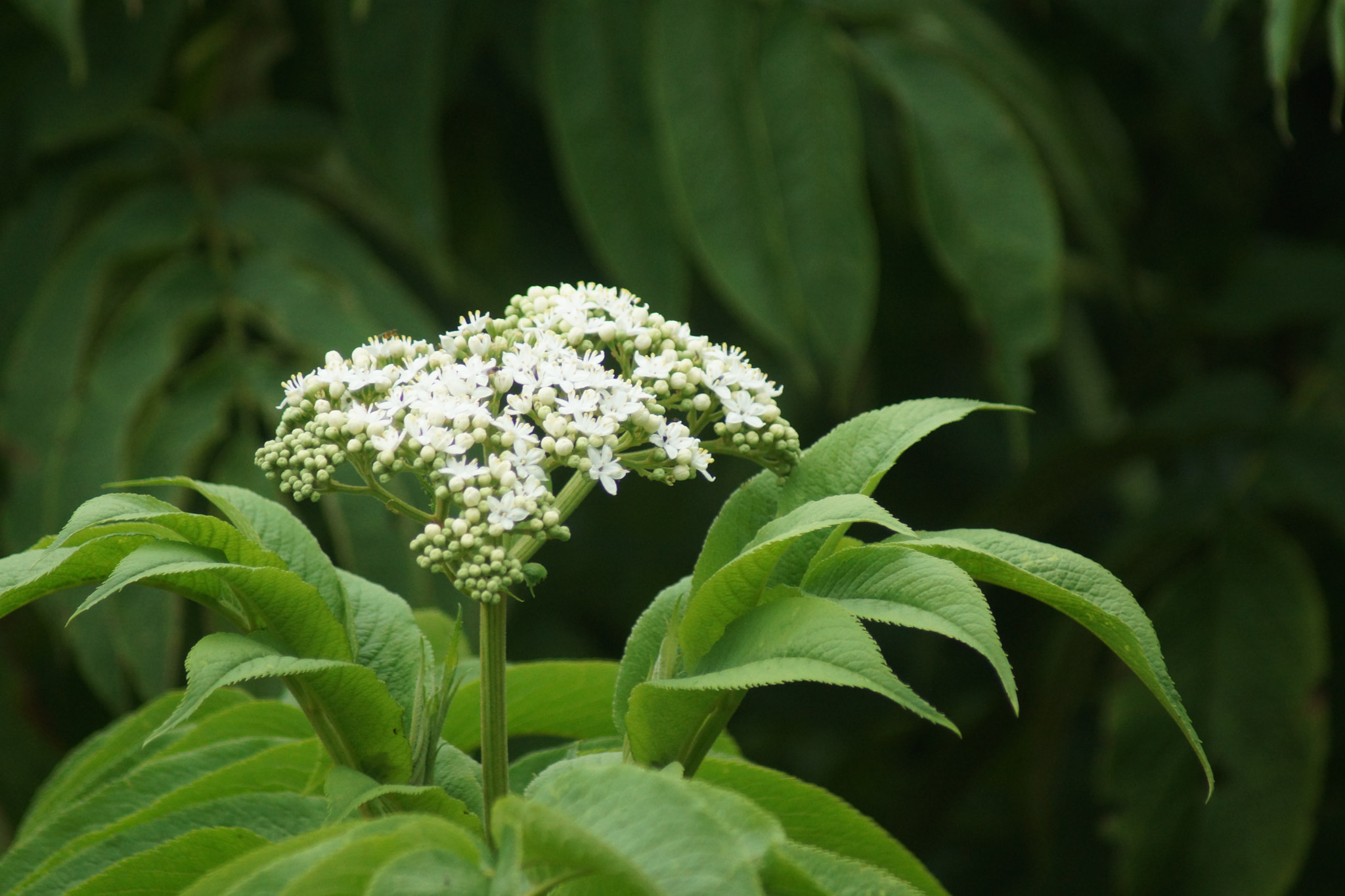 Sony 75-300mm F4.5-5.6 sample photo. Unknown flower photography