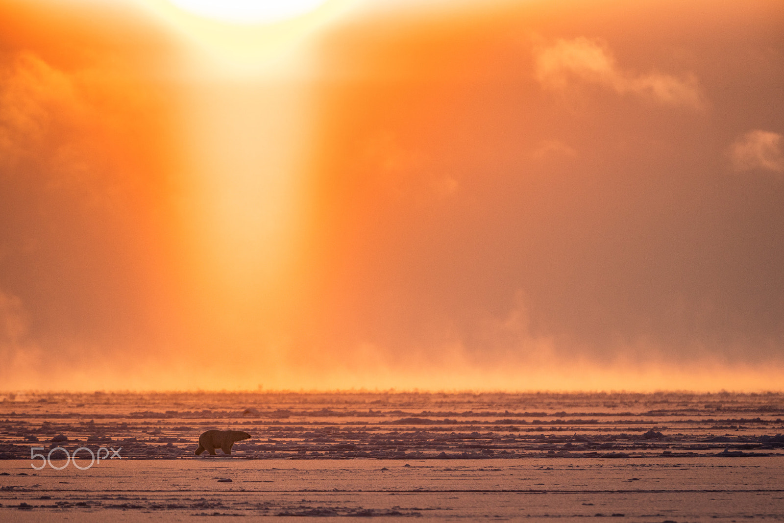 Canon EOS 5DS R + Canon EF 500mm F4L IS II USM sample photo. Polar bear under the midnight sun photography