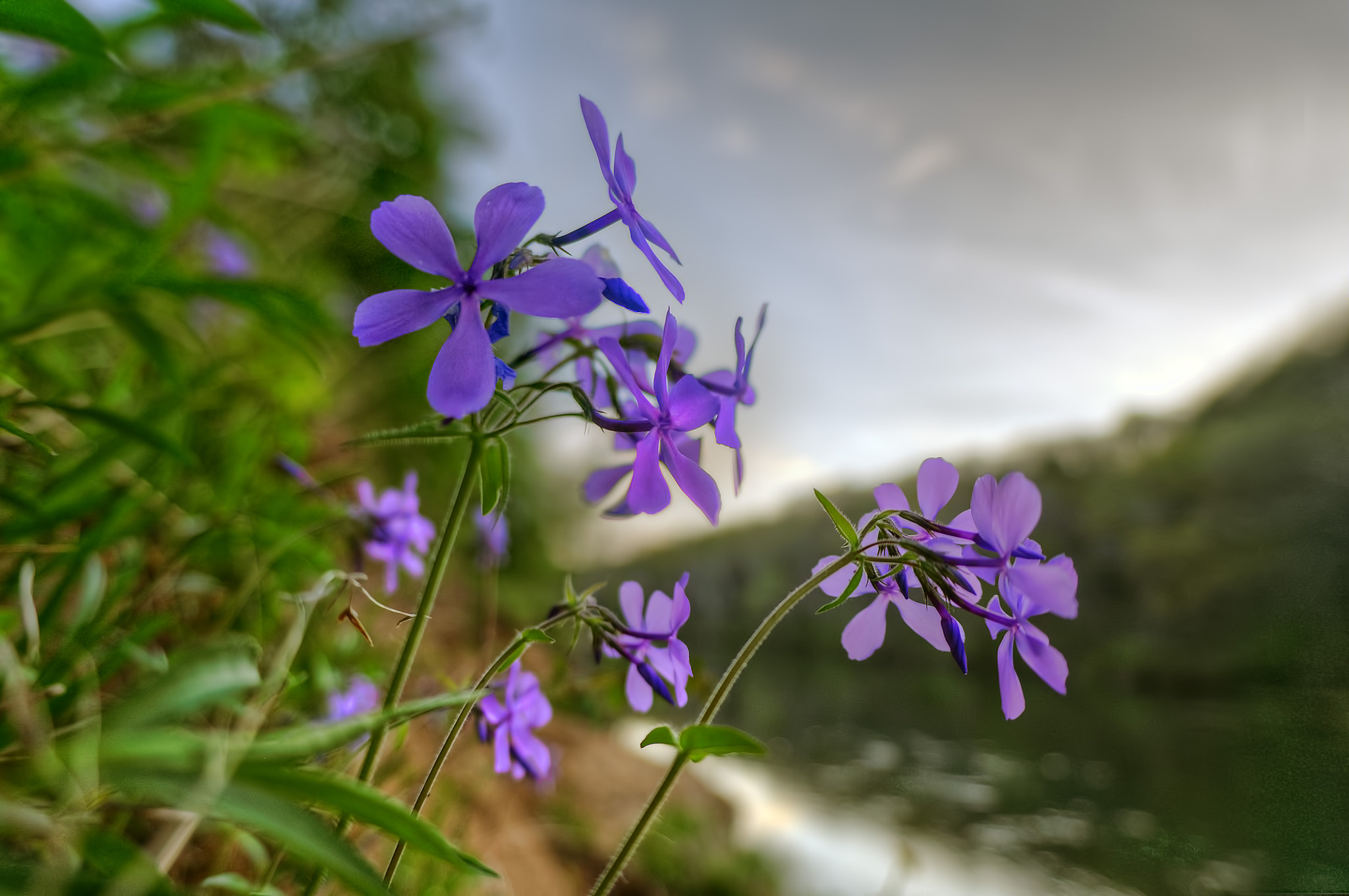 Sigma 15mm F2.8 EX DG Diagonal Fisheye sample photo. Wild sweet william photography