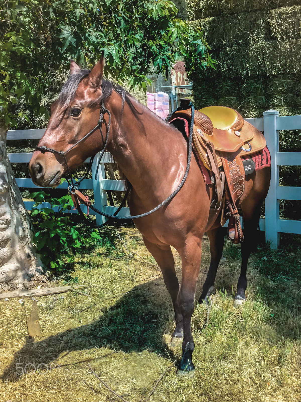 iPad Air 2 back camera 3.3mm f/2.4 sample photo. Horse ranch photography