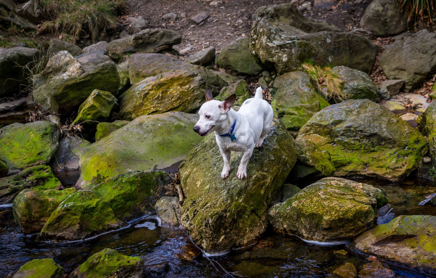 Sony SLT-A55 (SLT-A55V) sample photo. Max on the rock photography
