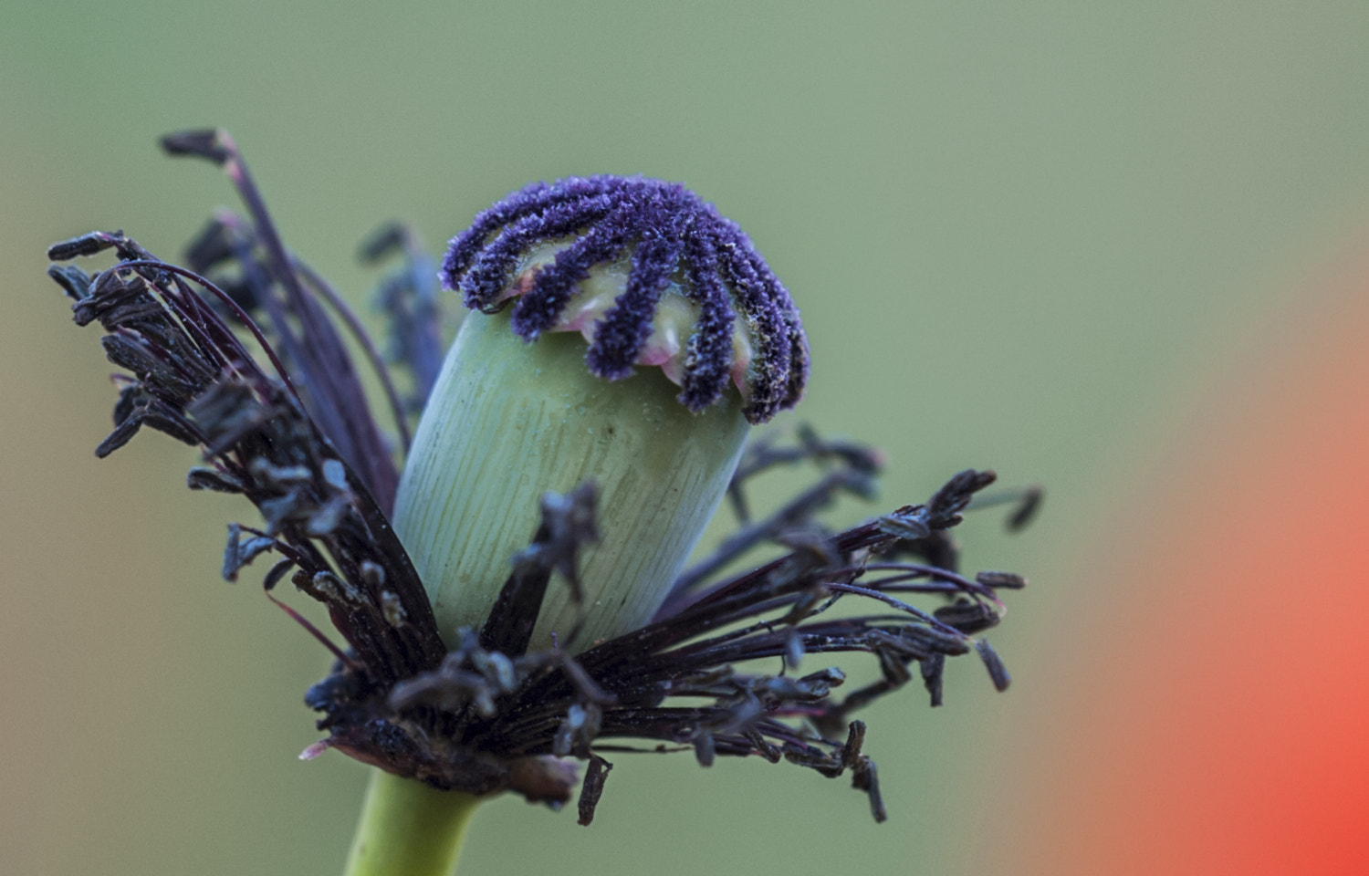 Sigma APO Macro 180mm F3.5 EX DG HSM sample photo. El capullo photography