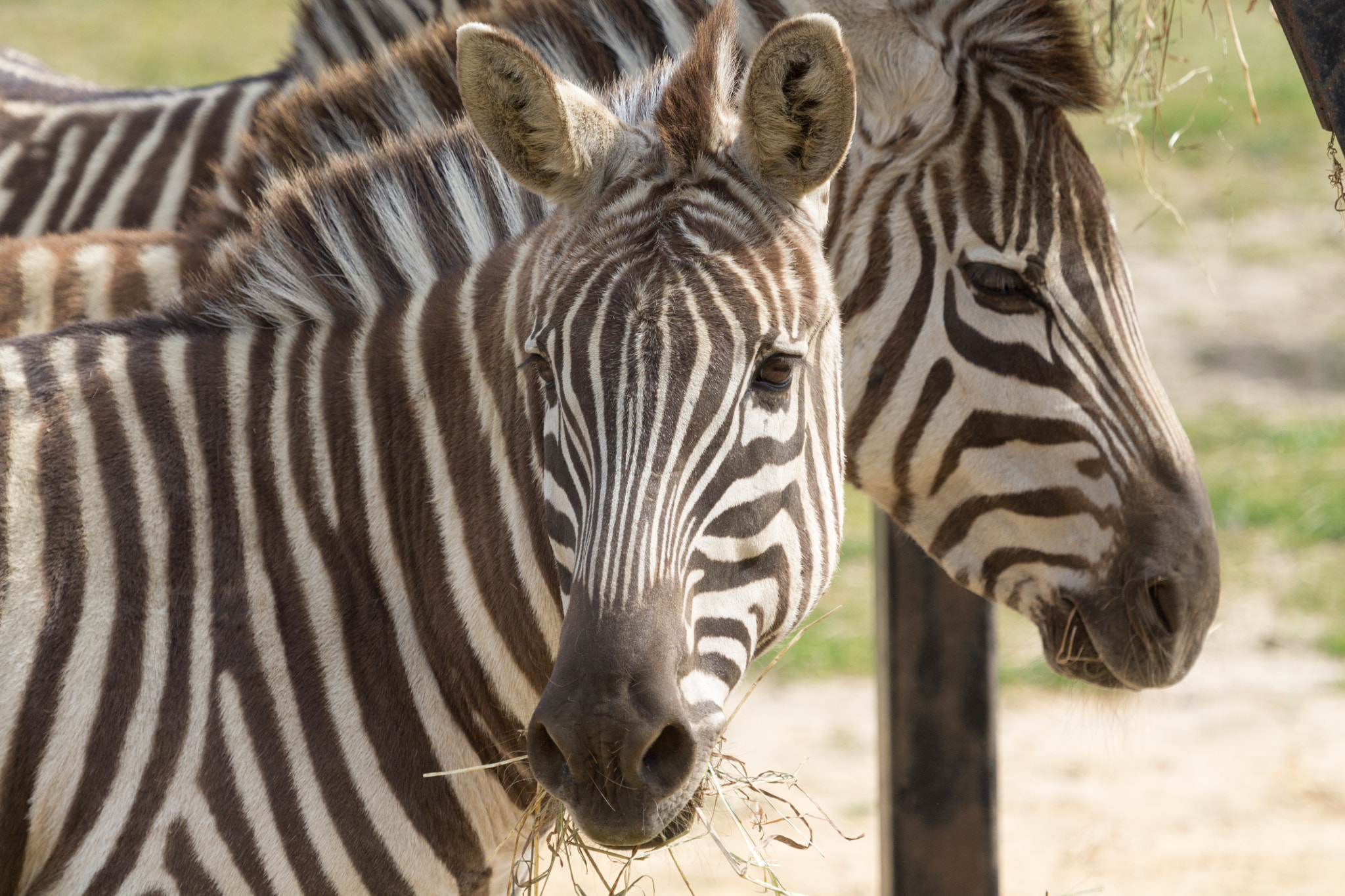 Canon EF 100-400mm F4.5-5.6L IS USM sample photo. Zebras photography