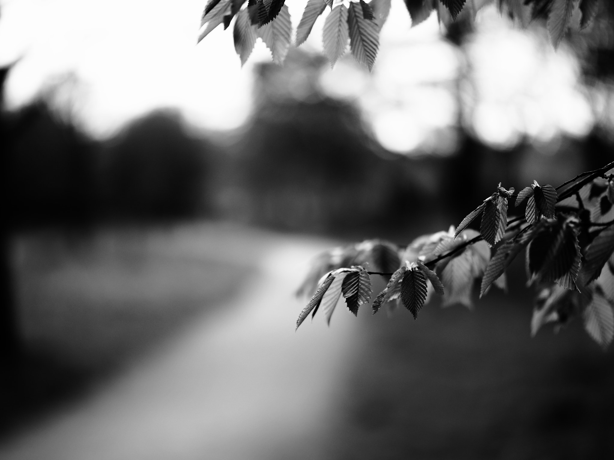 Panasonic Leica DG Nocticron 42.5mm F1.2 ASPH OIS sample photo. Confusion photography