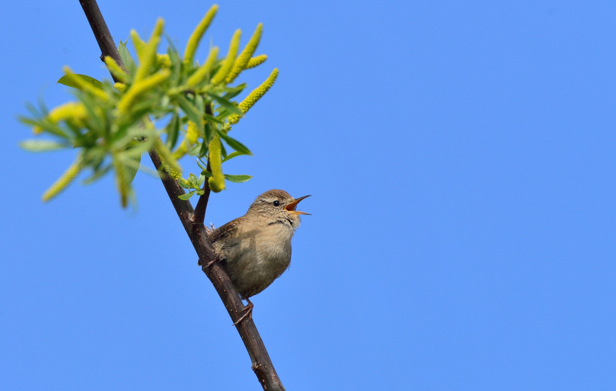 Nikon D600 + Nikon AF-S Nikkor 600mm F4G ED VR sample photo. Winterkoning photography