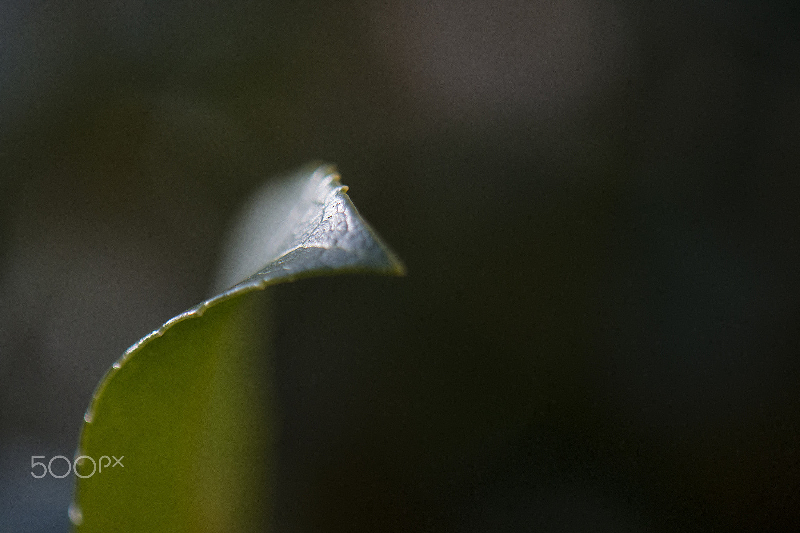 Nikon AF-S DX Micro-Nikkor 85mm F3.5G ED VR sample photo. Springboard photography