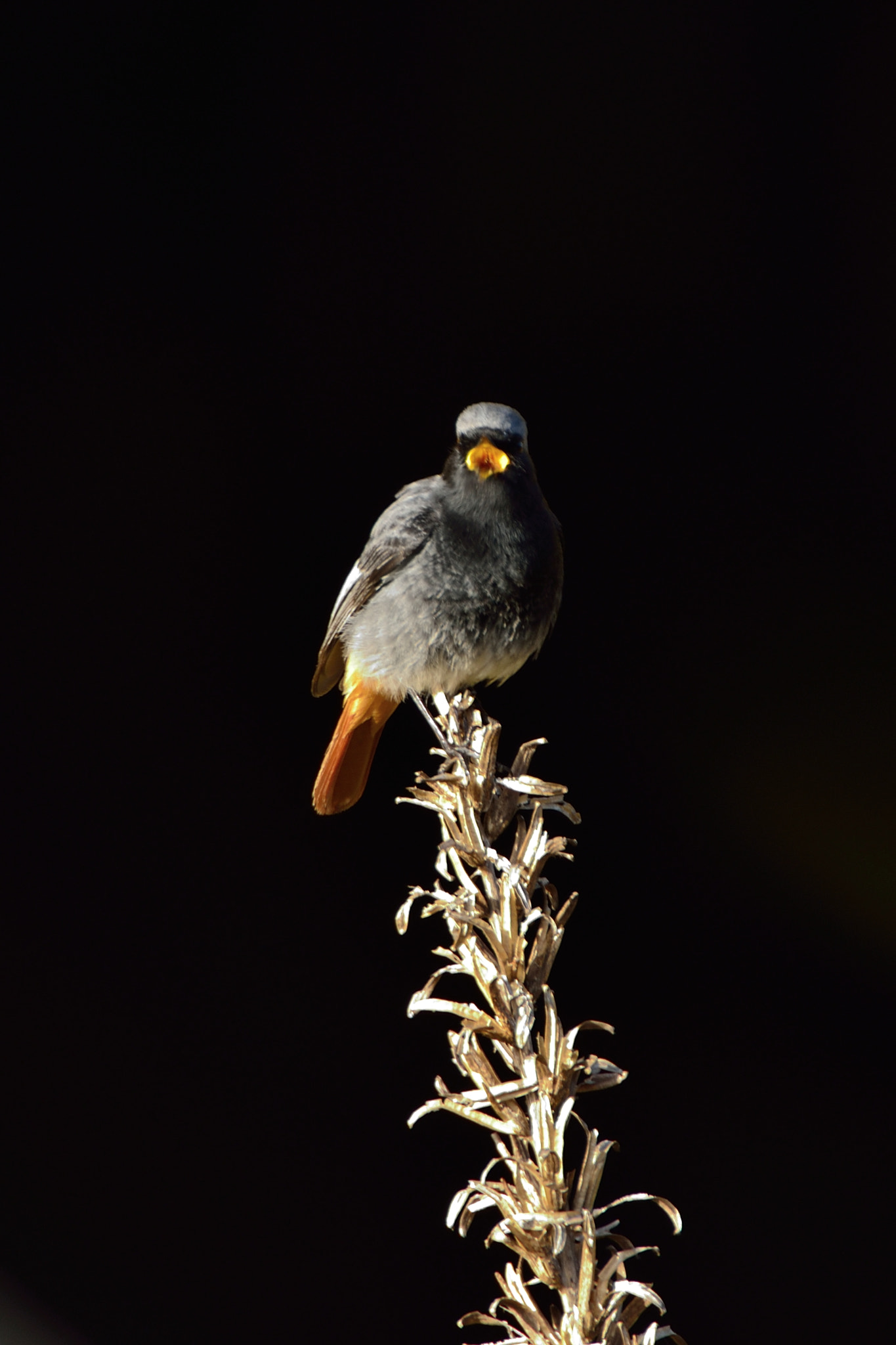 Nikon D600 sample photo. Zwarte photography