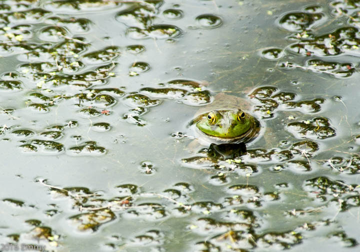 Nikon D3 sample photo. Froggy photography