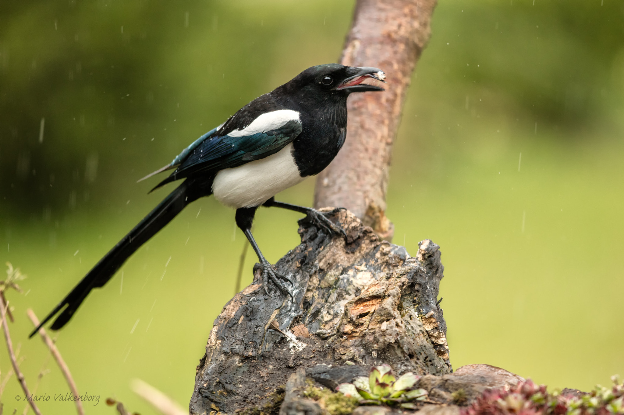 Canon EOS 5DS R + Canon EF 300mm F2.8L IS II USM sample photo. Eurasian magpie photography