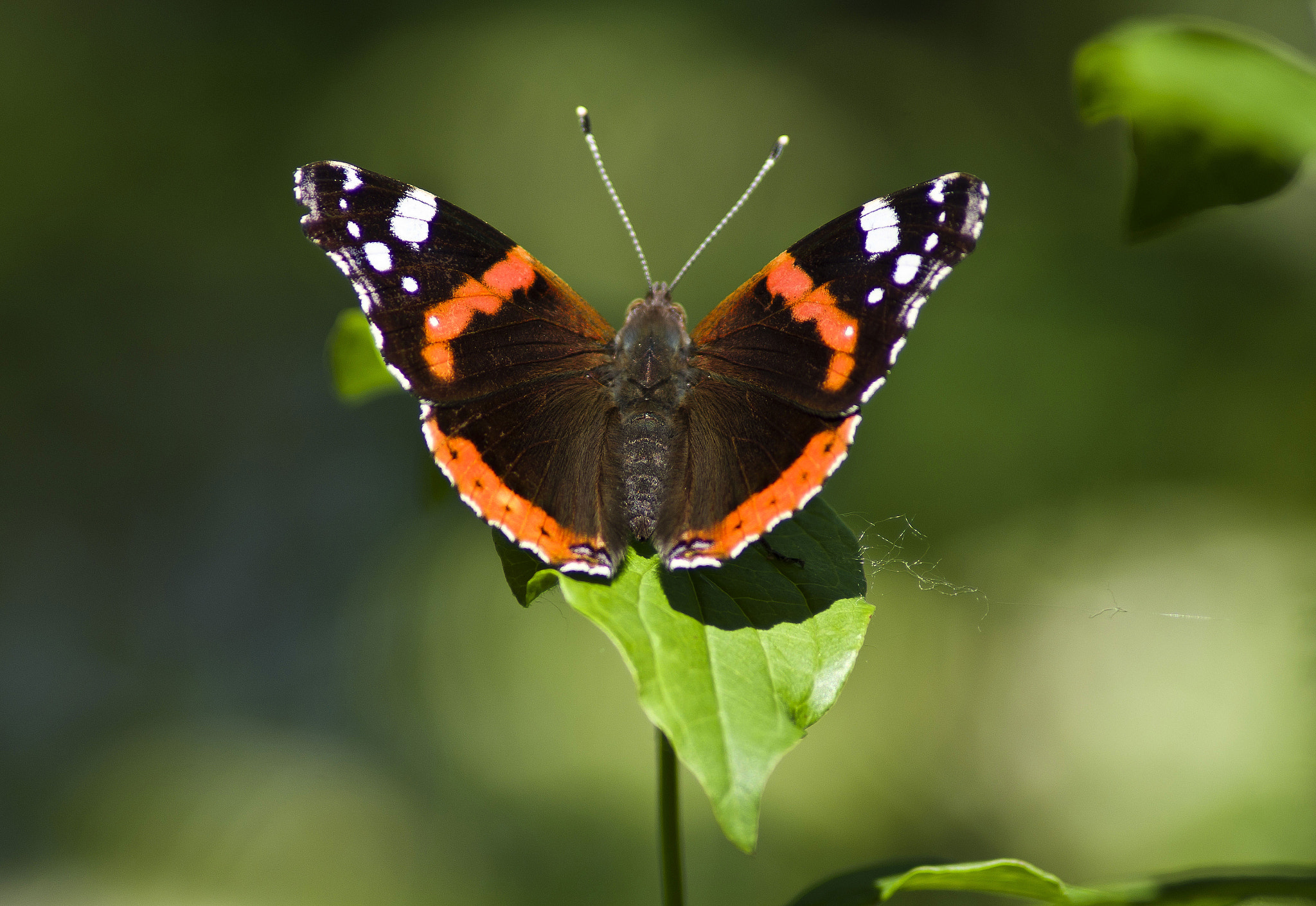 Tamron AF 70-300mm F4-5.6 Di LD Macro sample photo. Mariposa photography
