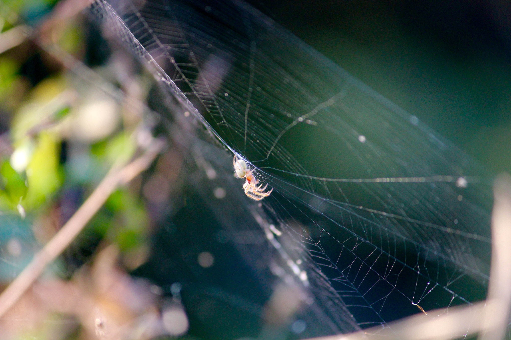 Canon EF-S 55-250mm F4-5.6 IS II sample photo. Spider at thol photography