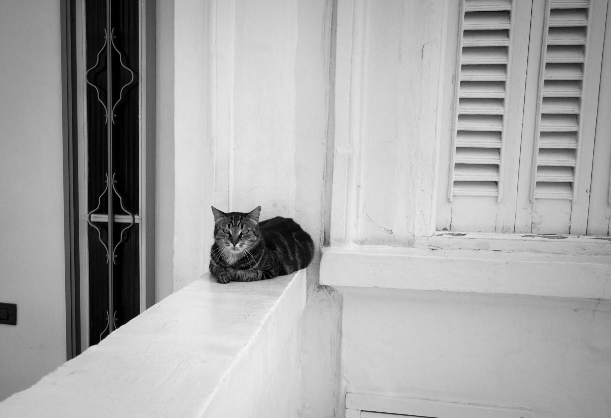 Sigma 10-20mm F3.5 EX DC HSM sample photo. Cat in the sun photography